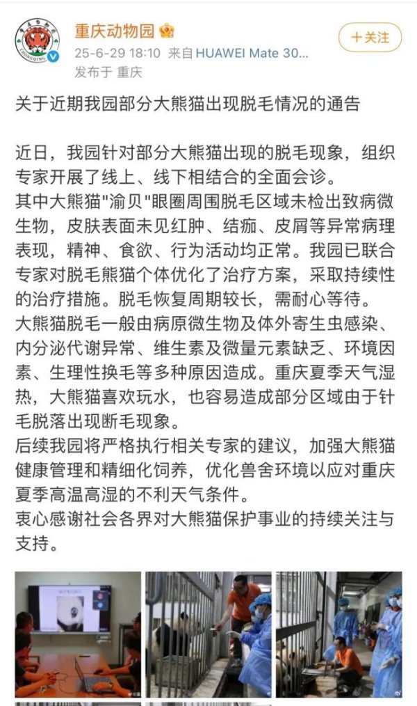 配资炒股的注意事项 重庆动物园通报大熊猫脱毛 专家会诊并优化治疗方案